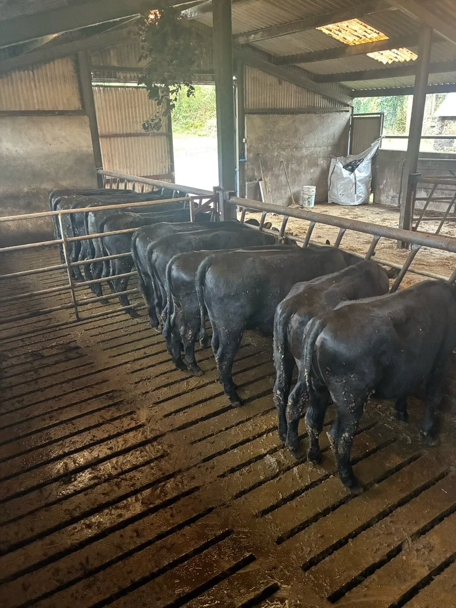 AA heifers - Image 4