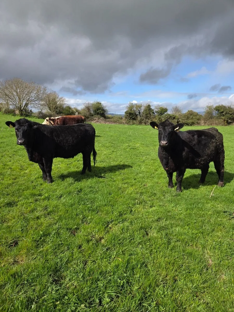 Pedigree Angus Heifers - Image 1