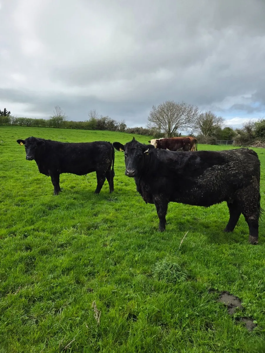 Pedigree Angus Heifers - Image 2