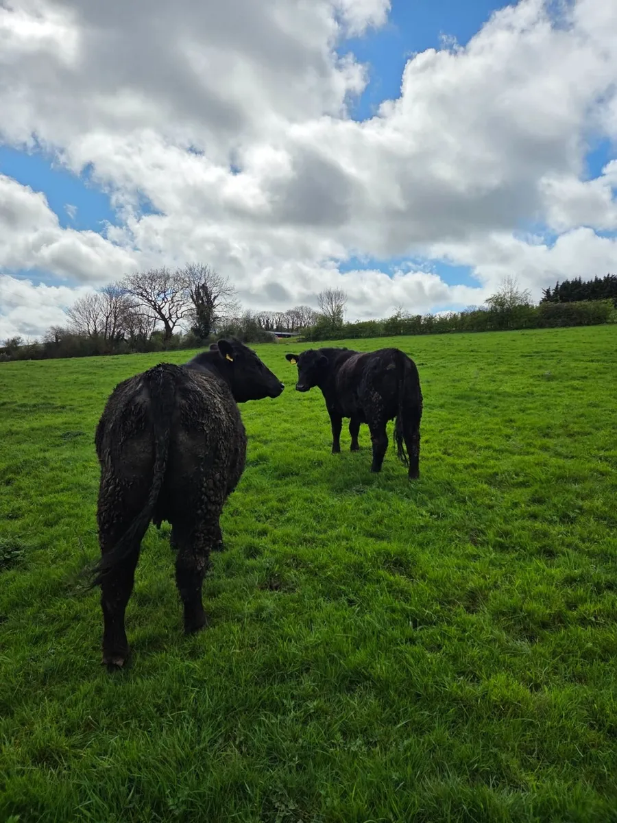 Pedigree Angus Heifers - Image 3