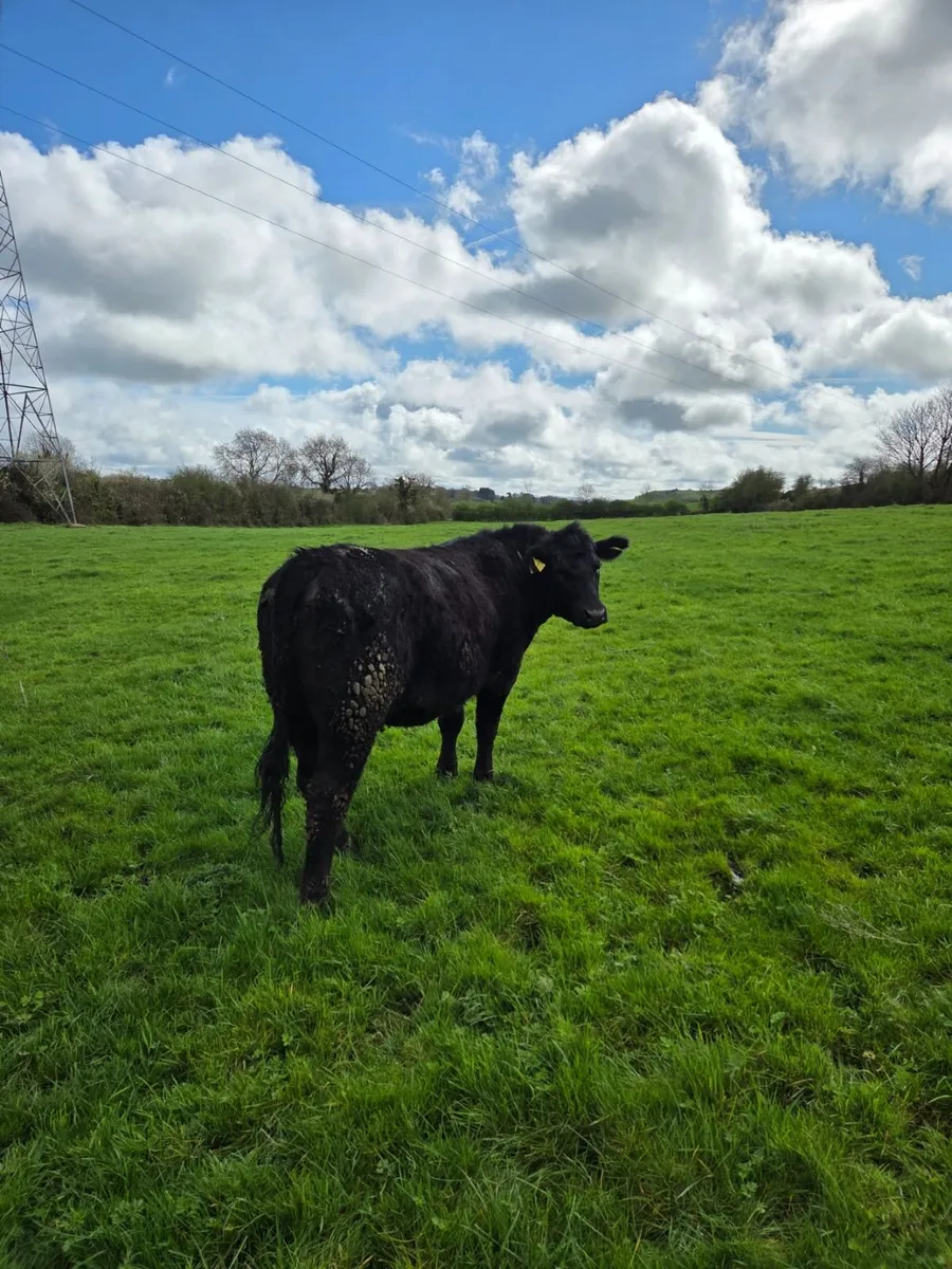 Pedigree Angus Heifers - Image 4