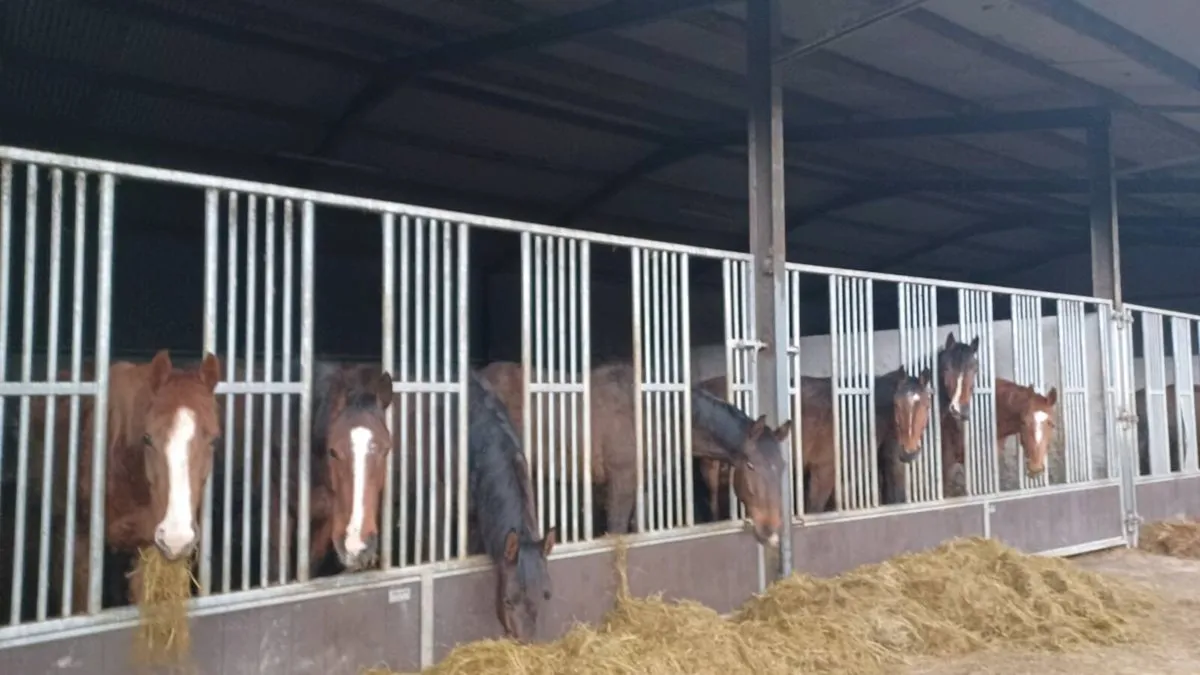 3 year old horses - Image 2