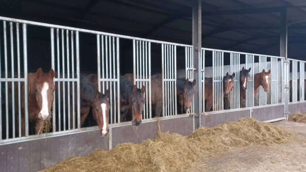 3 year old horses - Image 1