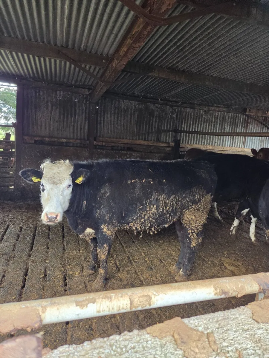 Wagyu Heifer - Image 1