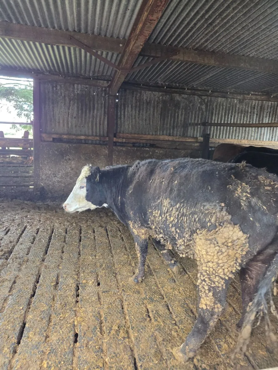 Wagyu Heifer - Image 2