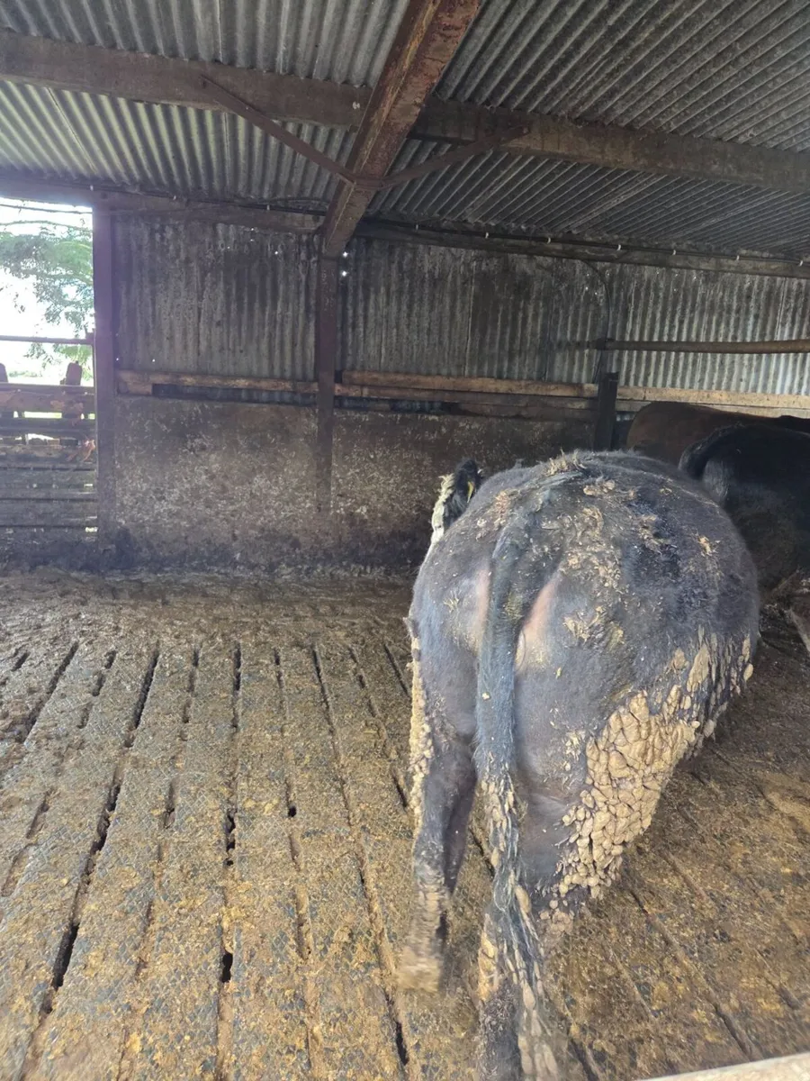 Wagyu Heifer - Image 3