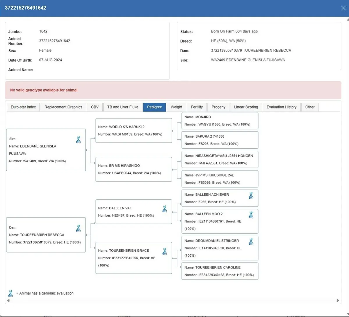 Wagyu Heifer - Image 4