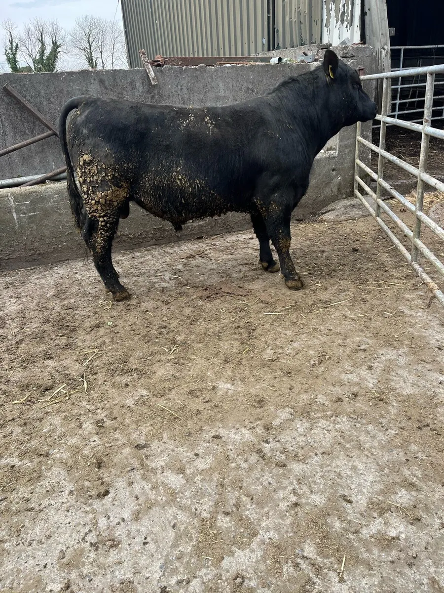 Pedigree Angus and Hereford Bulls - Image 2