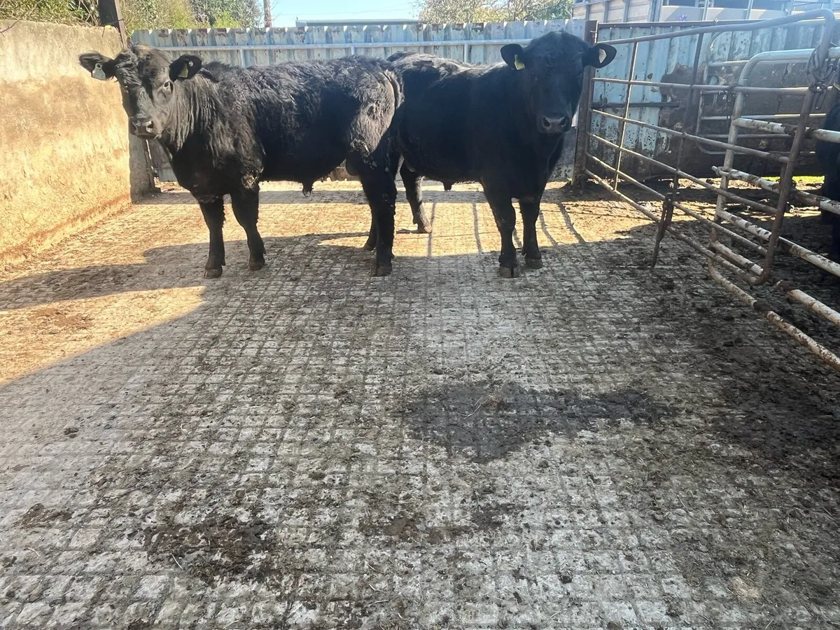 Pedigree Angus and Hereford Bulls - Image 3