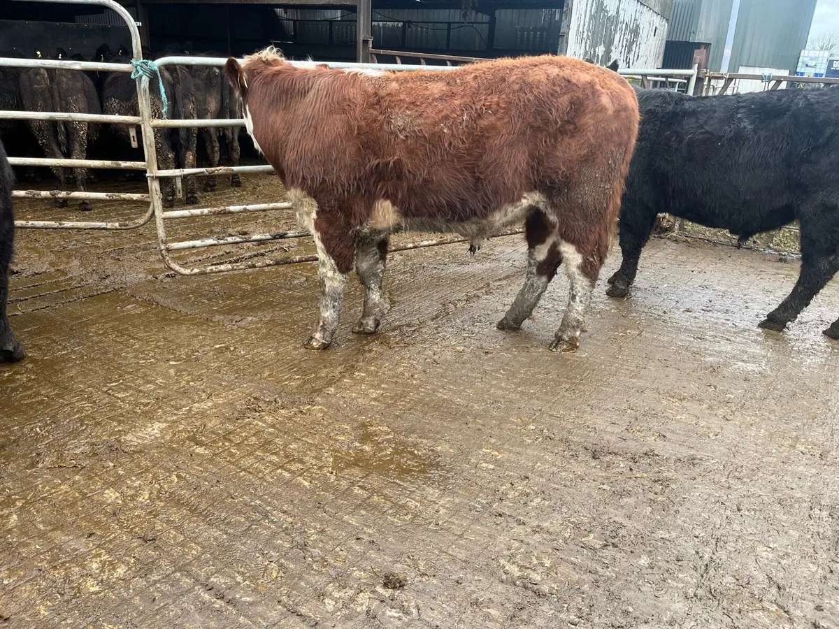 Pedigree Angus and Hereford Bulls - Image 4