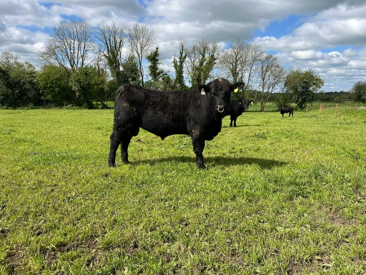 Pedigree Angus and Hereford Bulls - Image 1