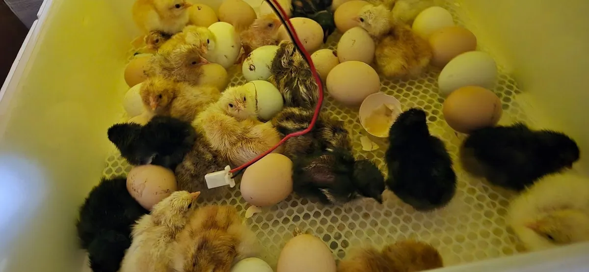 Chicks & Hatching Eggs for sale - Image 1
