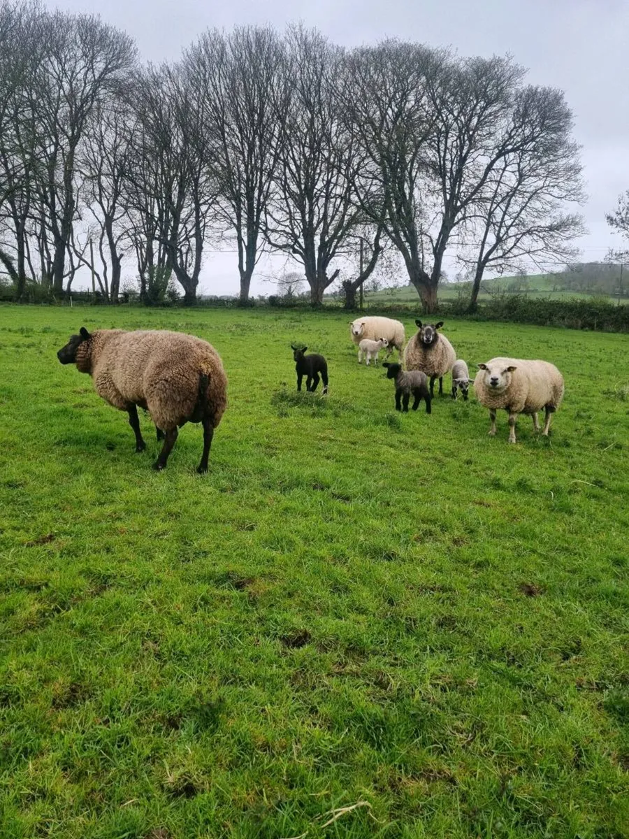 Ewes and lambs - Image 1