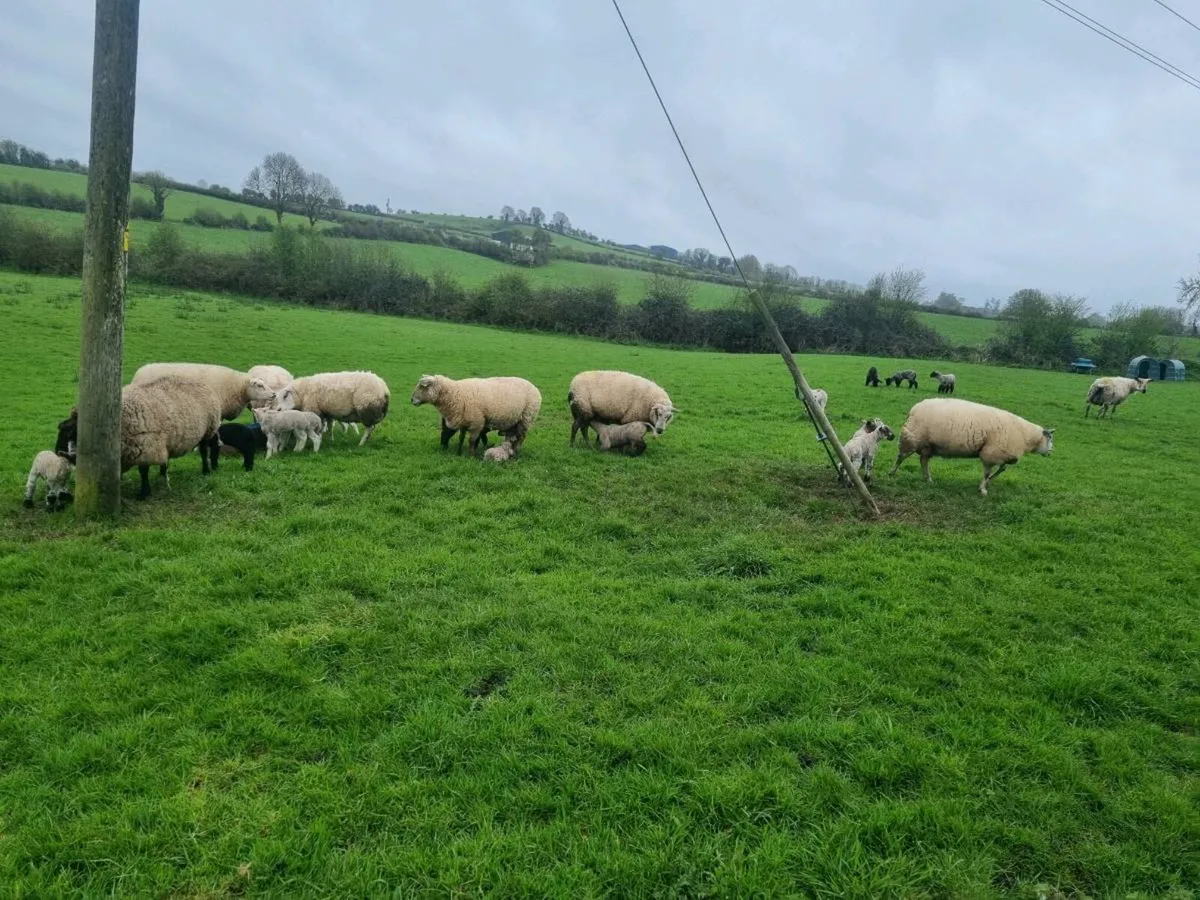 Ewes and lambs - Image 2
