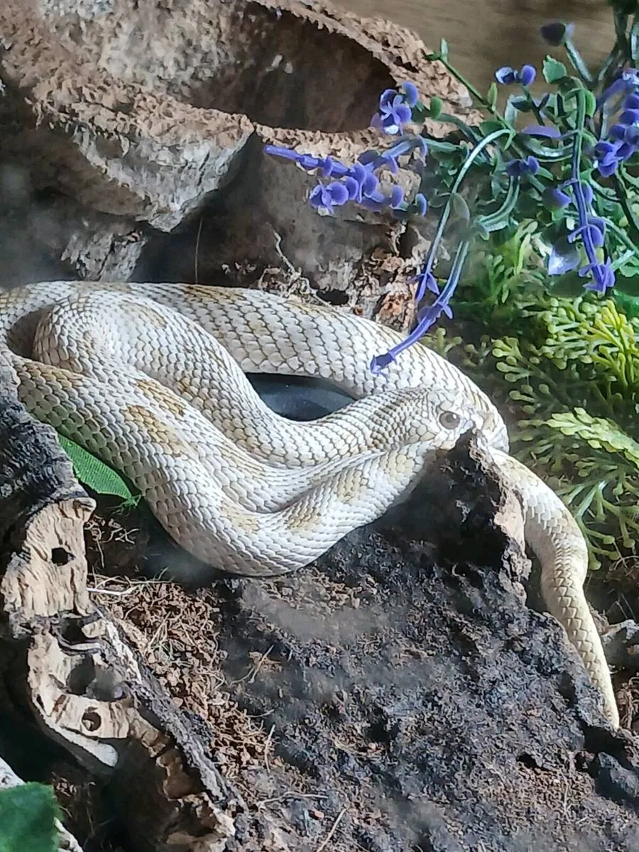 Western hognose - Image 2