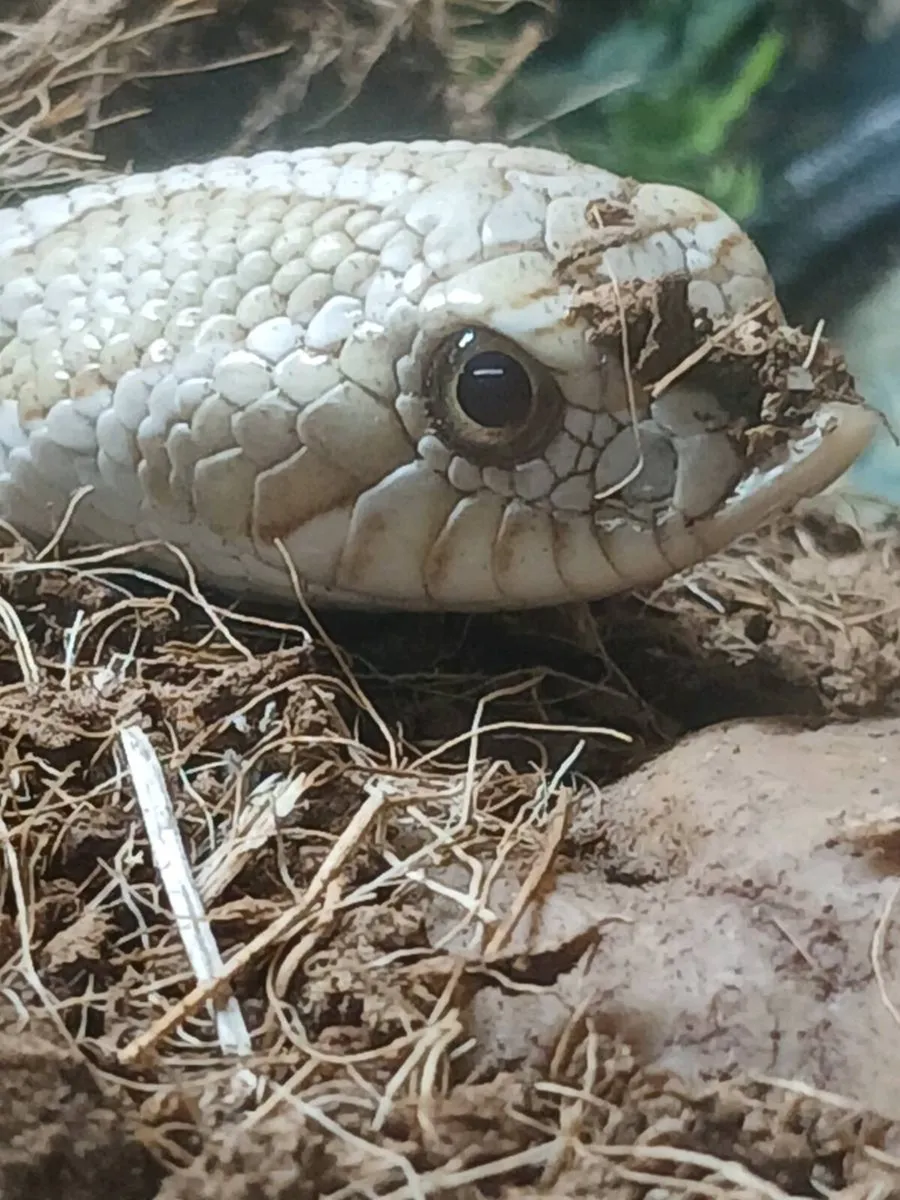 Western hognose - Image 3