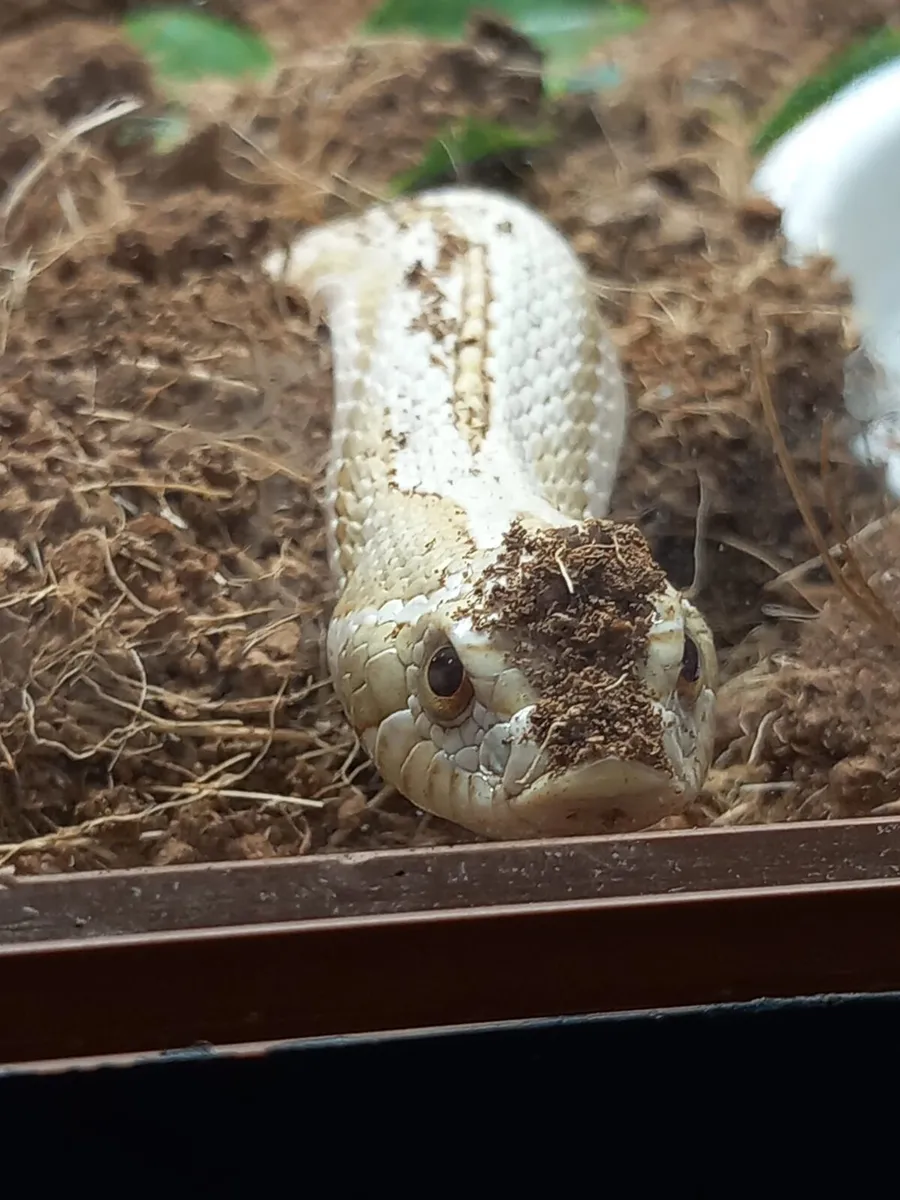 Western hognose - Image 1