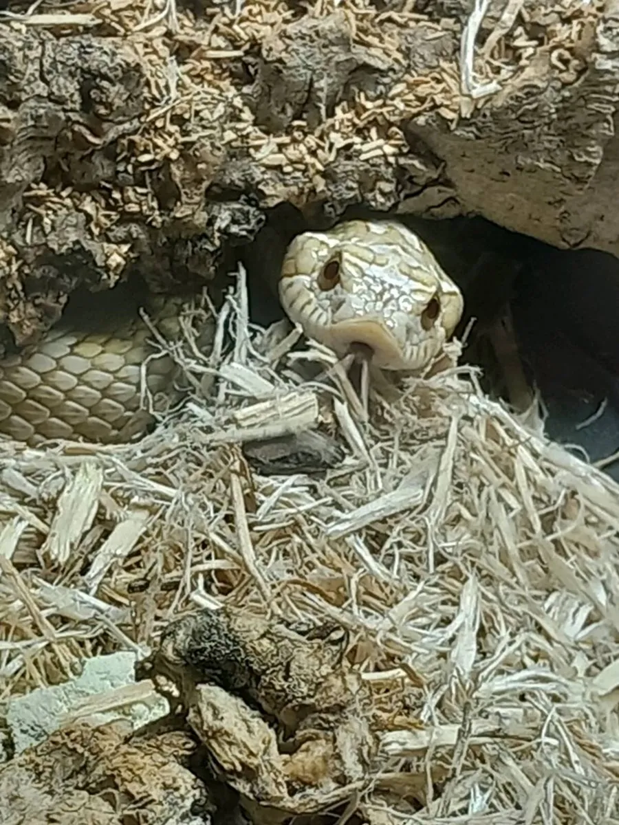 Western hognose - Image 4