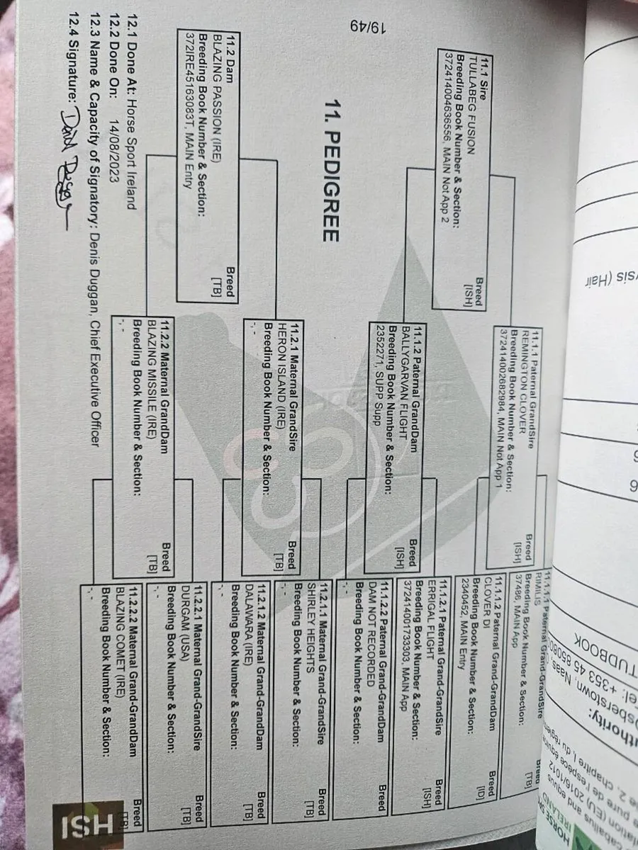 3yr old Tullabeg Fusion Gelding - Image 3