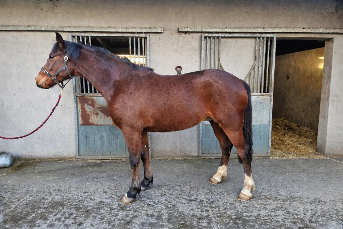 3yr old Tullabeg Fusion Gelding - Image 1