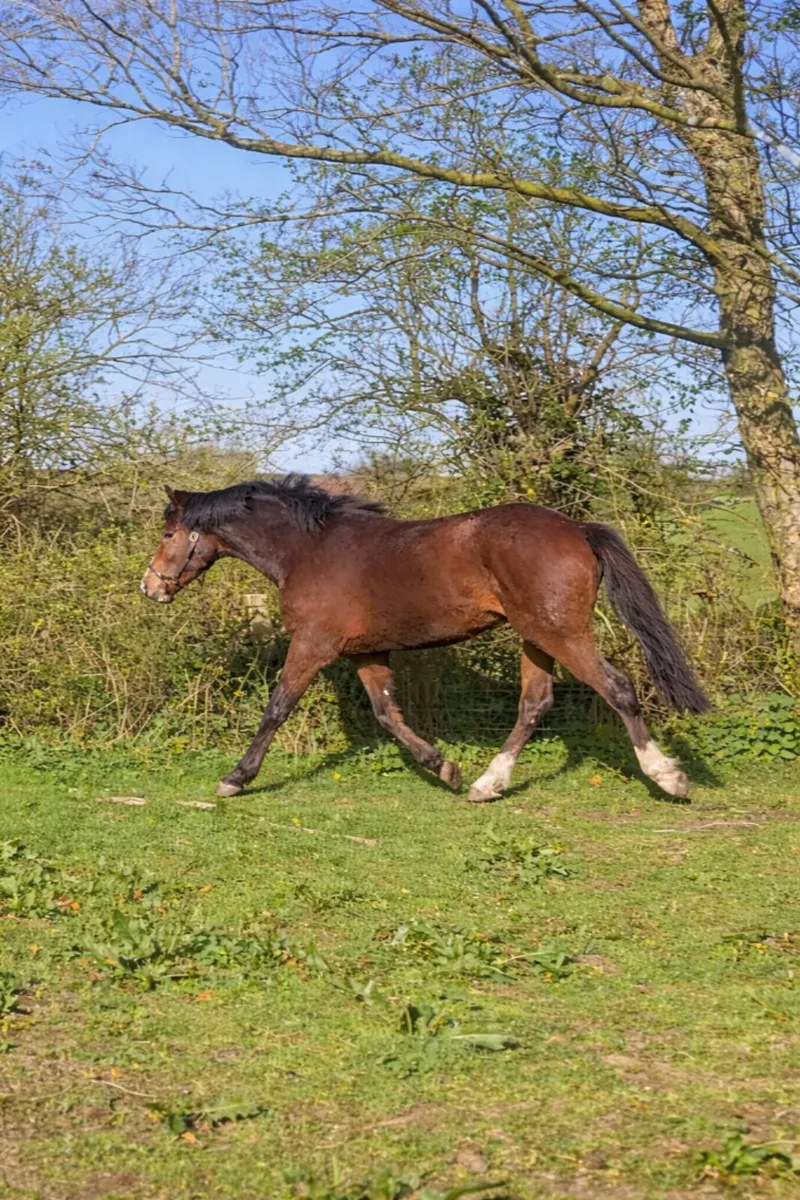 3yr old Tullabeg Fusion Gelding - Image 2