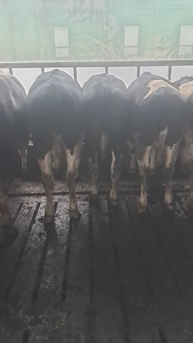 Fr bullocks - Image 1