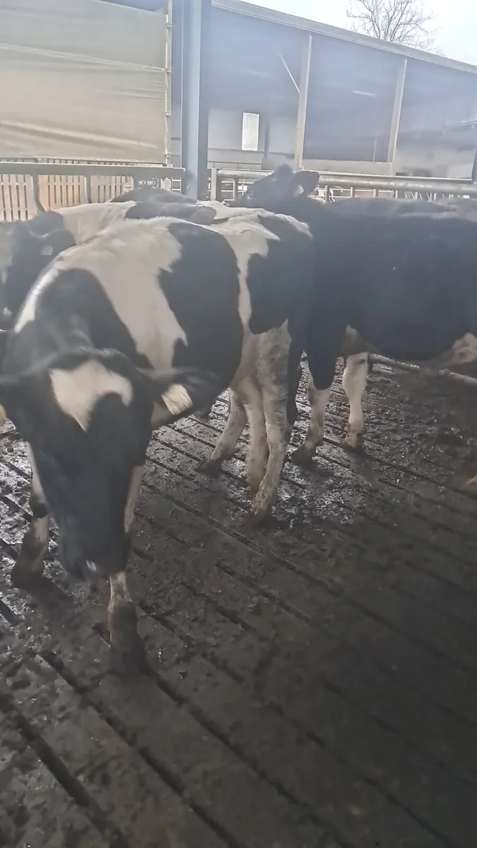 Fr bullocks - Image 2