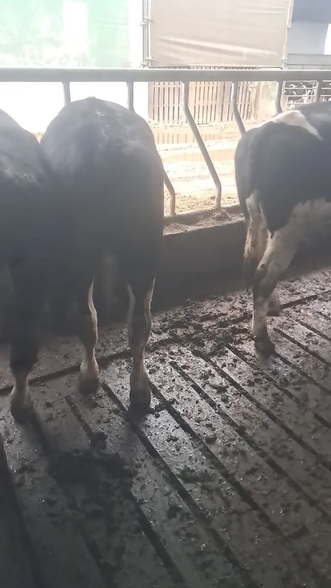 Fr bullocks - Image 3