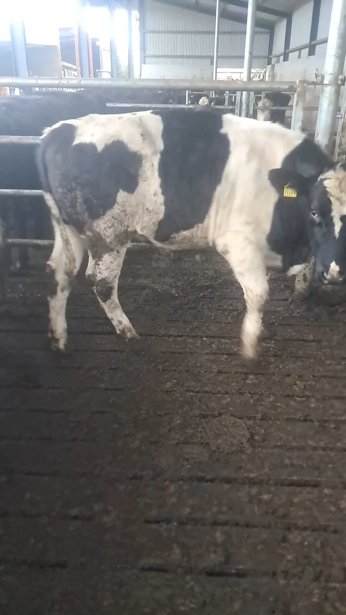 Fr bullocks - Image 4