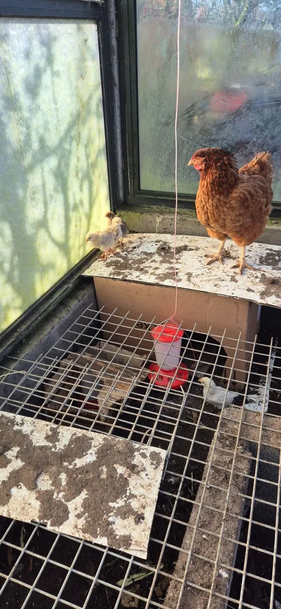 Chicks & Hatching Eggs for sale - Image 3