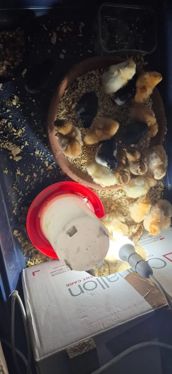 Chicks & Hatching Eggs for sale - Image 2