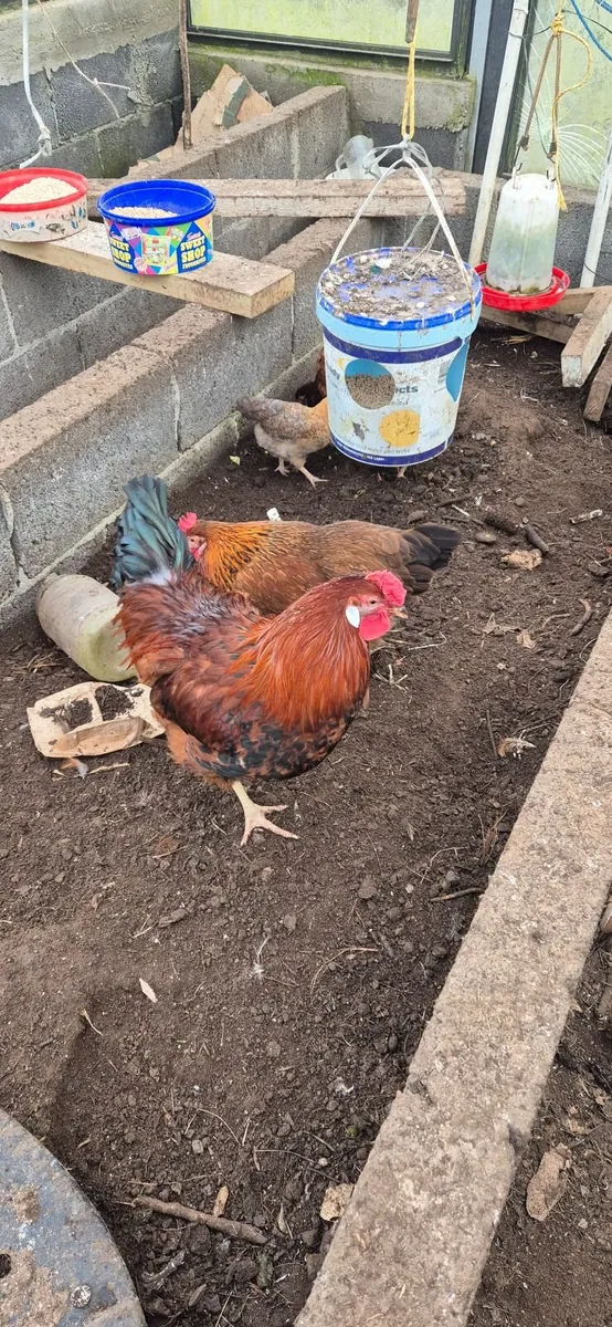 Chicks & Hatching Eggs for sale - Image 4