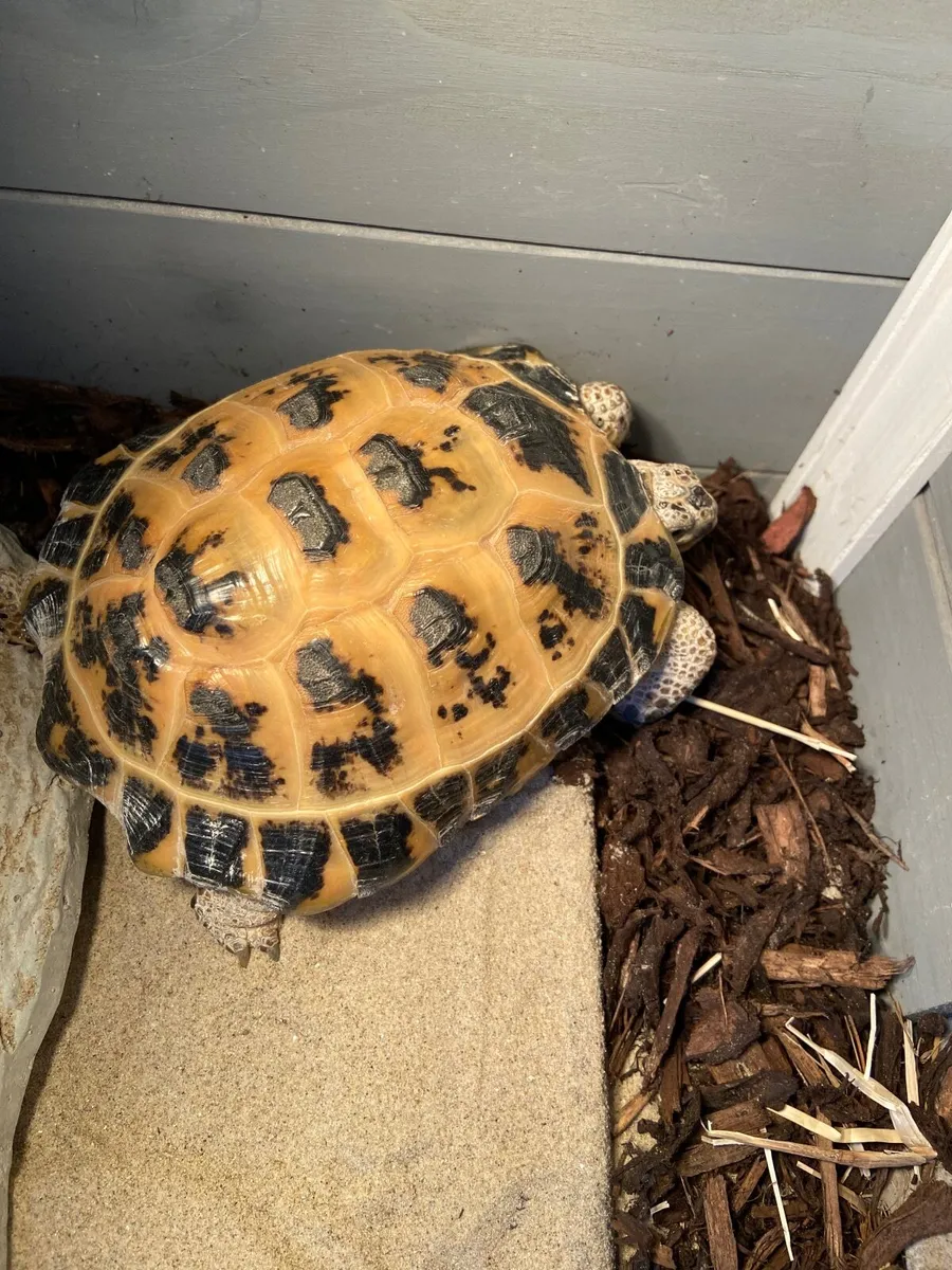 Tortoise - Image 3