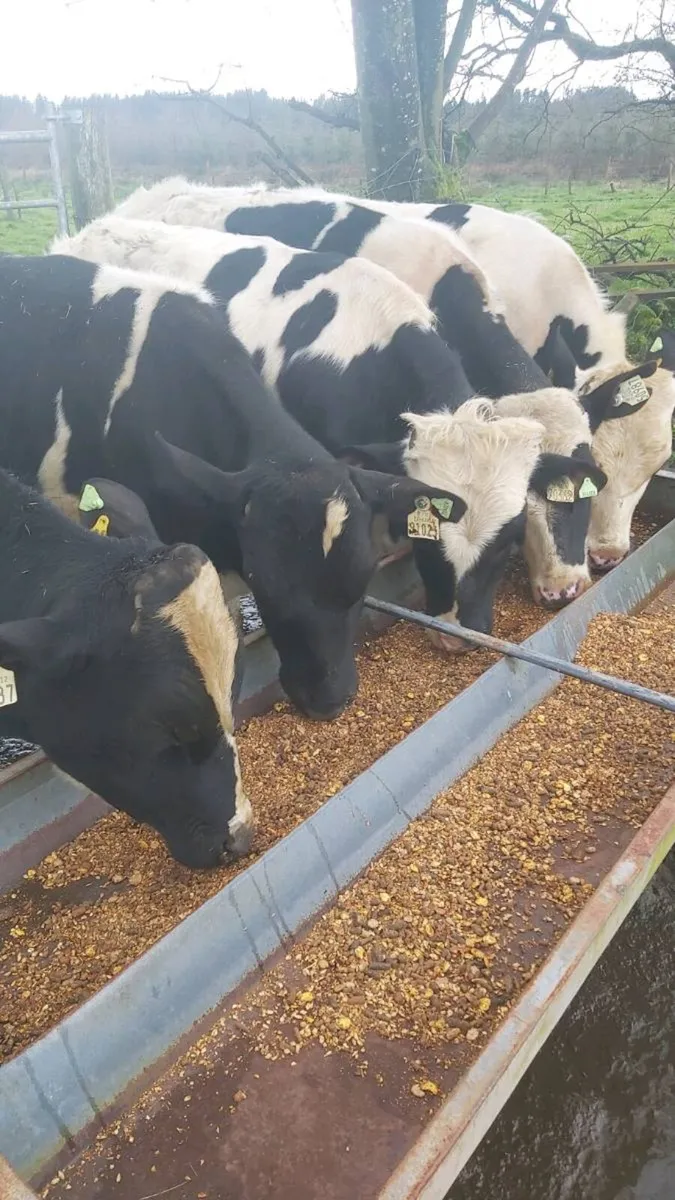 Teaser Bulls - Image 2