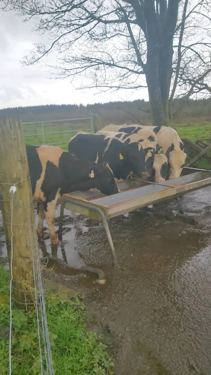 Teaser Bulls - Image 3