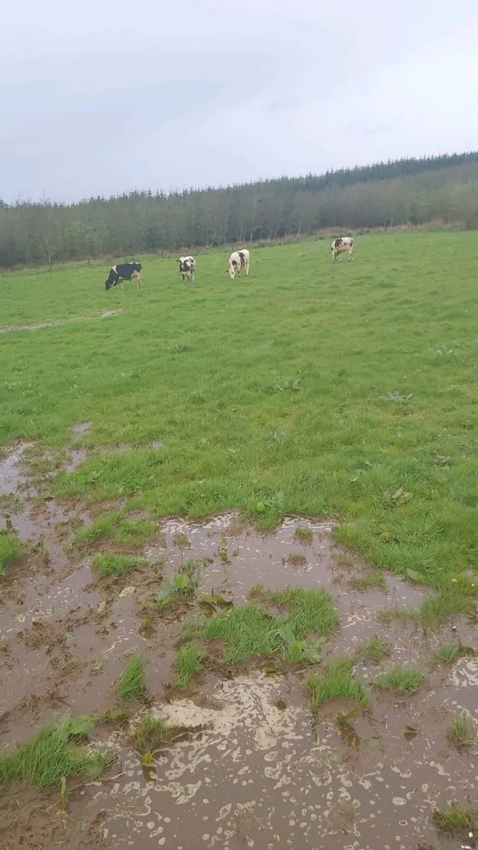 Teaser Bulls - Image 4