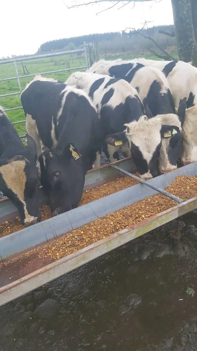 Teaser Bulls - Image 1