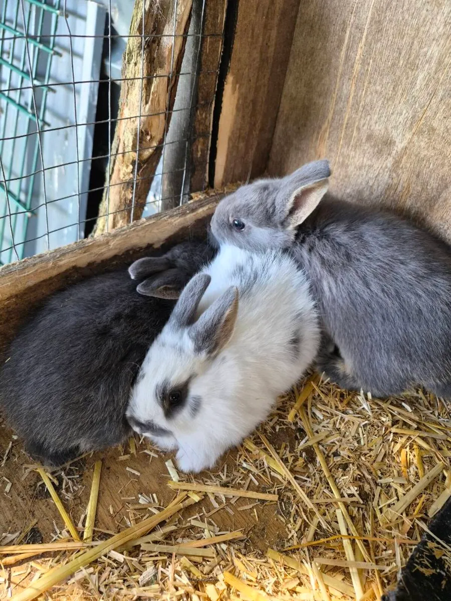 Rabbits for new home - Image 1