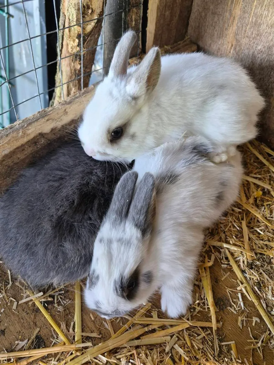 Rabbits for new home - Image 2