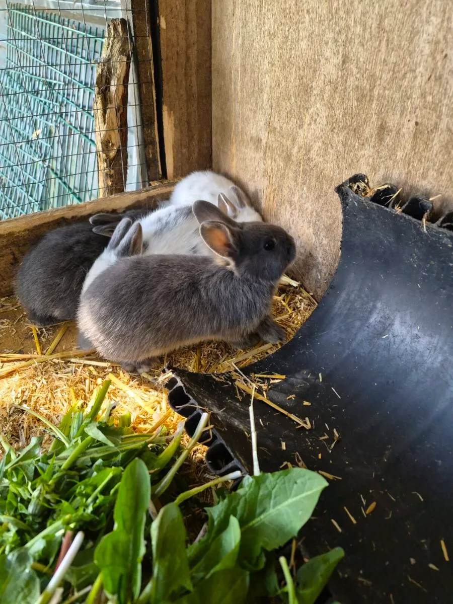 Rabbits for new home - Image 3