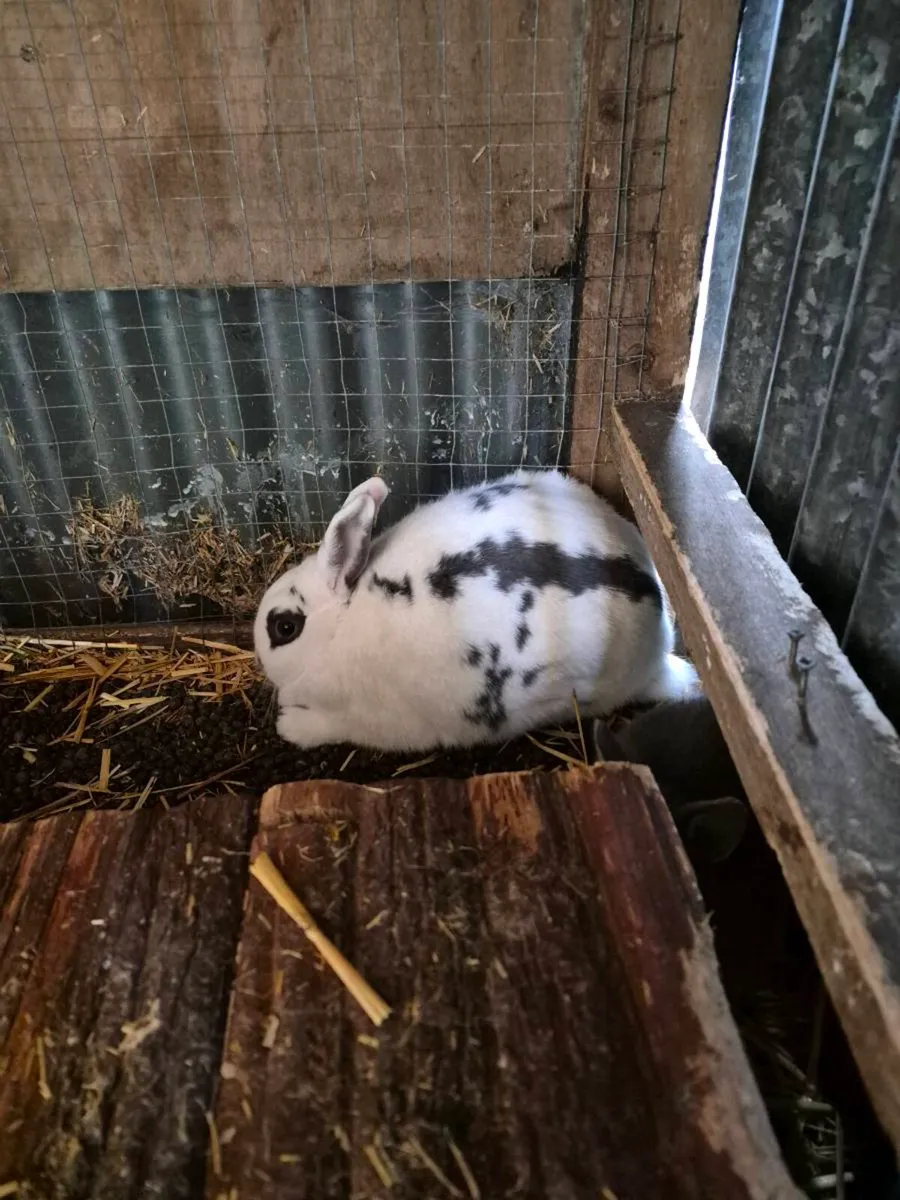 Rabbits for new home - Image 4