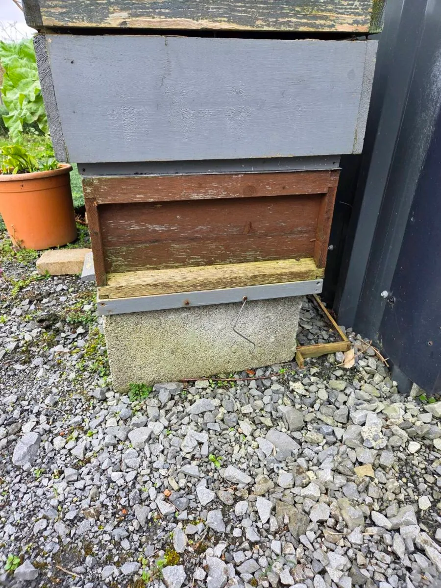 Bees in hive + Spinner - Image 3