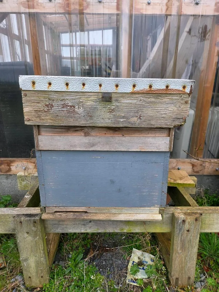 Bees in hive + Spinner - Image 2