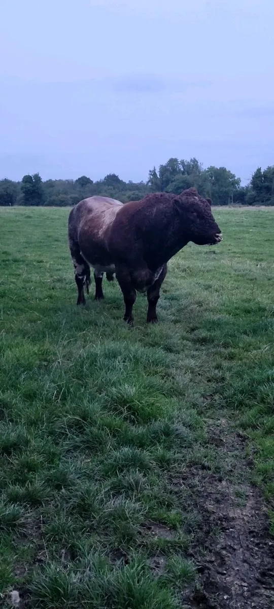 Top Quality Purebred Beef SH Bull - Image 1