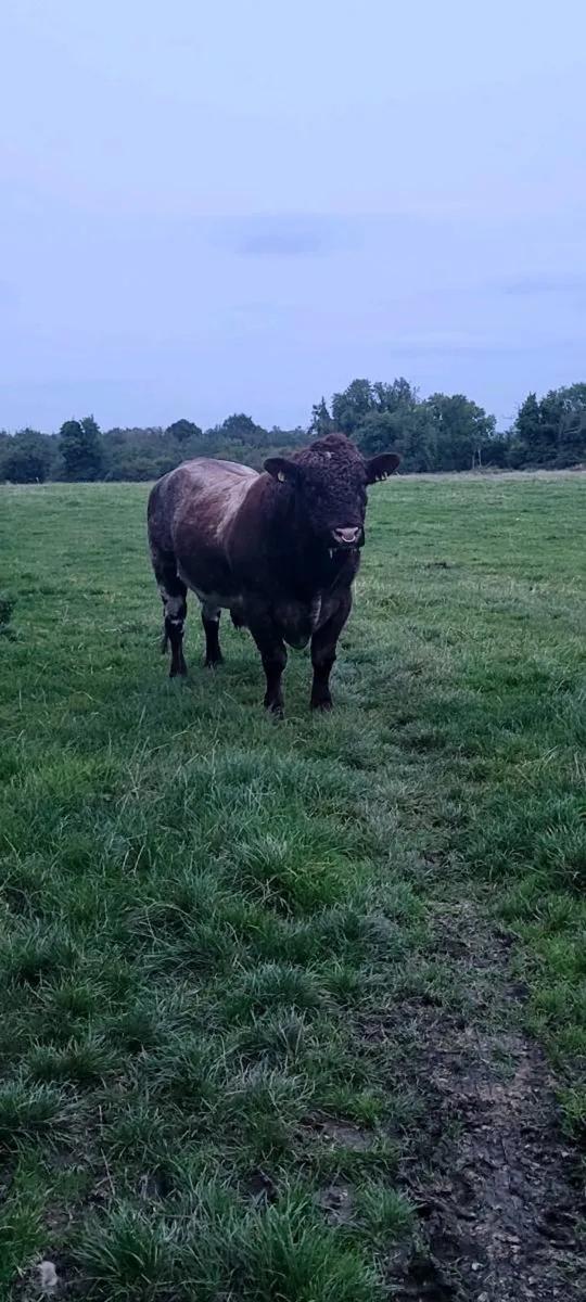 Top Quality Purebred Beef SH Bull - Image 2