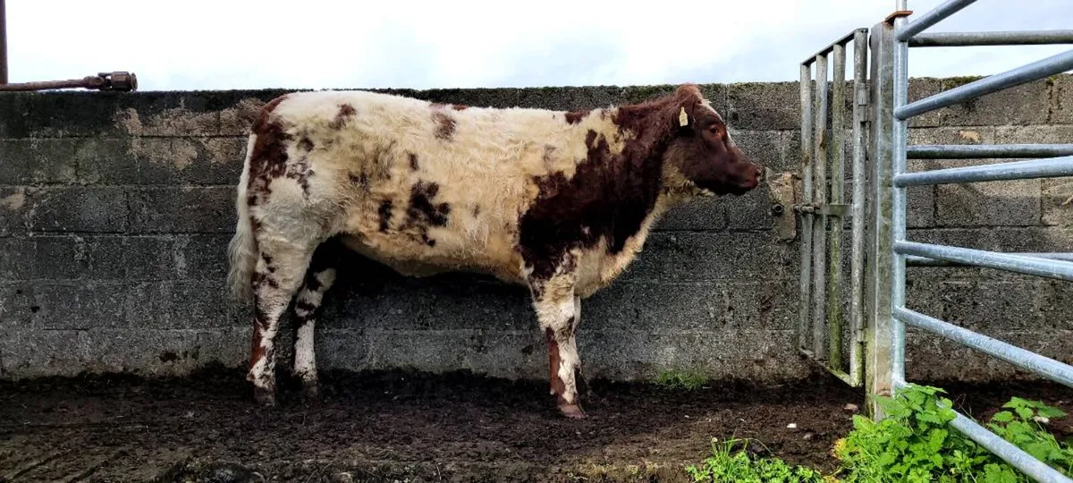 Top Quality Purebred Beef SH Bull - Image 3