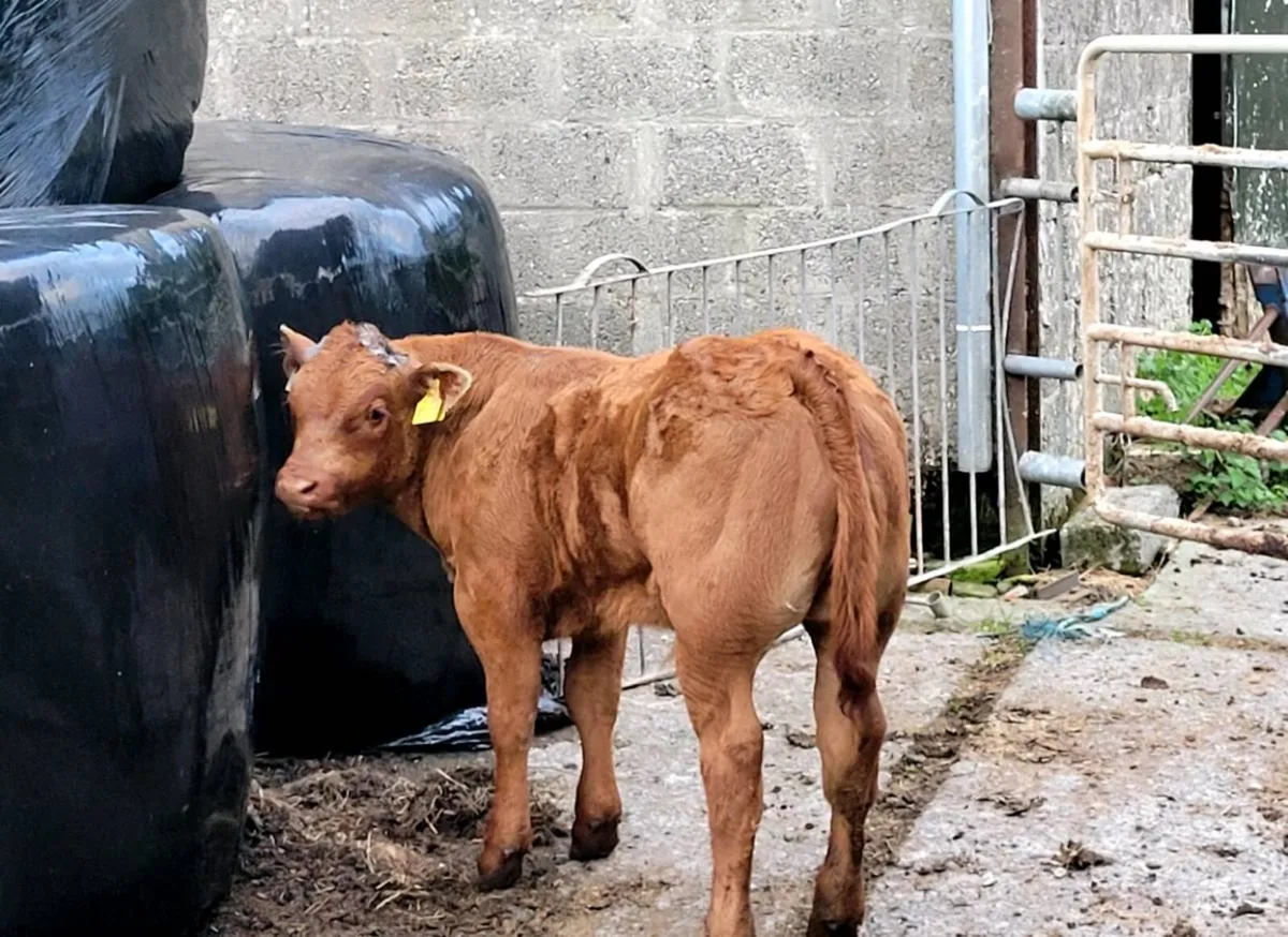 Top Quality Purebred Beef SH Bull - Image 4