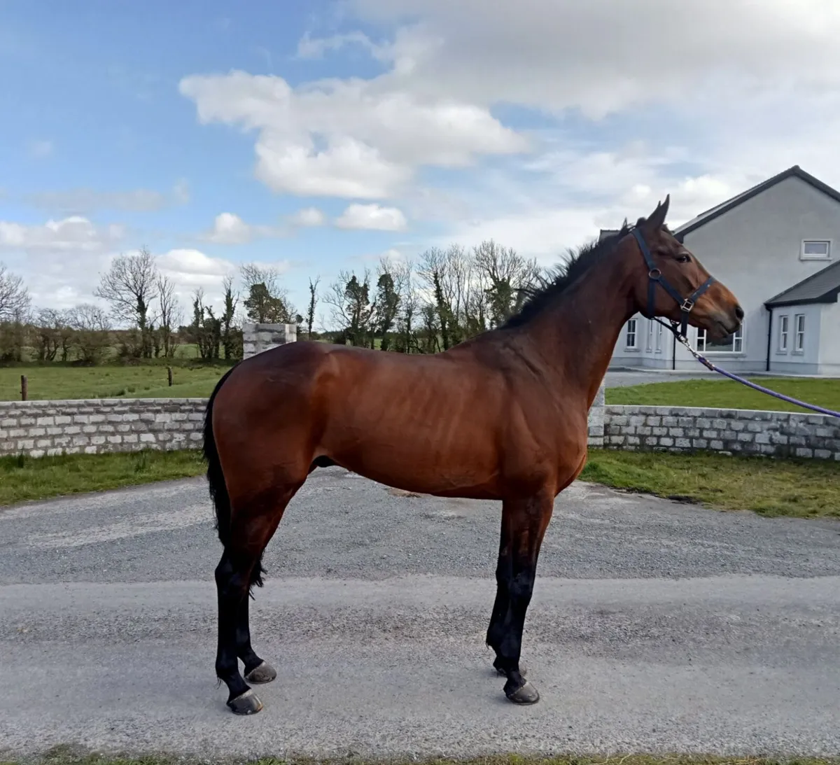 Race horse - Image 4