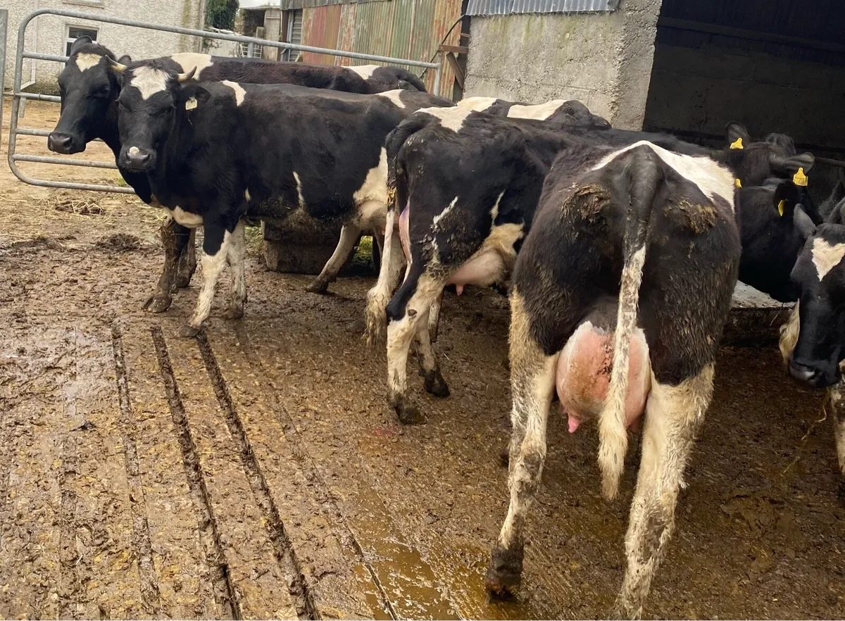 20 Top Quality Heifers (10 Calved & 10 In-Calf) - Image 2
