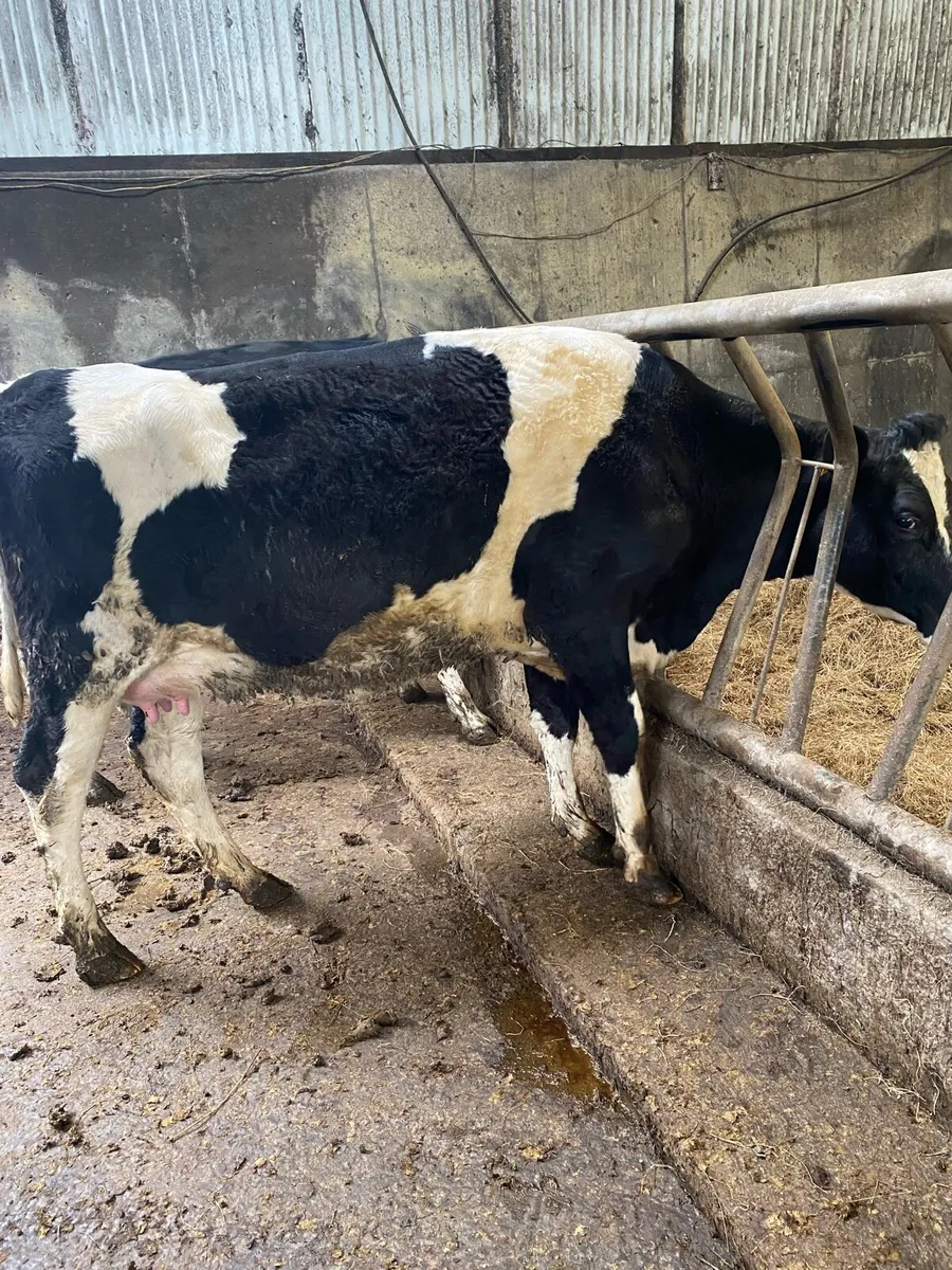 20 Top Quality Heifers (10 Calved & 10 In-Calf) - Image 3